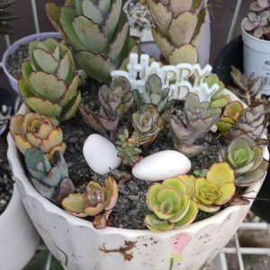 Kalanchoe 1 plant