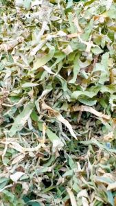 Trà lá sen Quê Bác (1kg) lá sen sấy khô giảm cân ngủ ngon giảm mỡ máu
