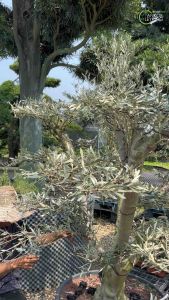 TKL - Outdoor Big Size Olea Europaea Pokok Zaitun 60-150cm (Olive Tree) 大中型室外橄榄树 60-150cm