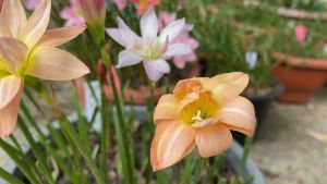 011.หัวดอกบัวดิน ทอแสง หัวละ 20 บาท