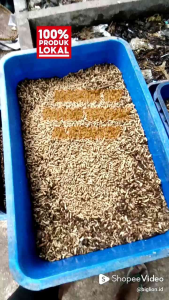 Maggot hdup 100GR