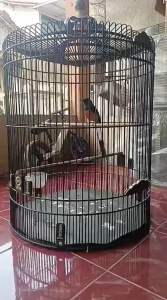 SAZIME GURAH reaksi cepat burung berkicauuntuk semua jenis burung pemakan serangga