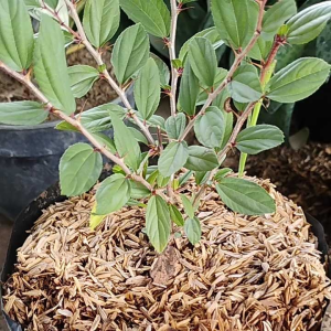 Sindo - Bidara Plant for Ruqyah: Authentic Islamic Healing from Arabia