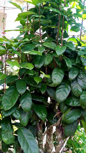 daun hantap segar obat panas dalam dan anti oksidan juga memperlancar buang air