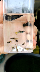 (Pair) Yellow Tiger Endlers / Guppy / Peacock Fish