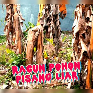 Racun Pohon PISANG tinggal Tusuk dan mati sampe akar AMPUH! isi 8 bambu/kapas