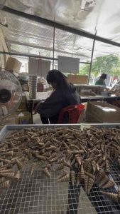 {Gia truyền+Giá xưởng}Nụ QUẾ cao cấp gia truyền O Loan xứ Huế hương thơm dịu ngọt tài lộc thịnh vượng- xua tà uế khí xấu