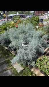 สนบลูไอซสายพันธุ์ญี่ปุ่นสวยๆฟูๆกระถาง10“สูง50-60cm.