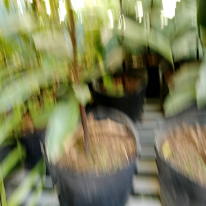 cây hồng nhung cao79-100cm