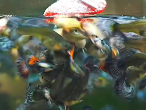 (buy4free2 junior female)Assorted exotic guppymix exotic guppy guppy fish ikan guppy exotic