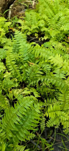 Cây dương xỉ lá me mini trang trí tiểu cảnhterrarium hồ cábàn làm việchòn non bộ