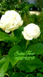 Chậu giống lài kép cổ  lài 3 lá( hoa dùng ướp trà)