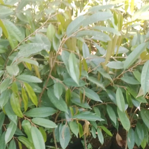 bibit durian musangking 40-50 cm