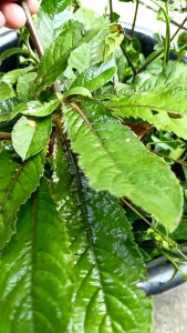 โด่ไม่รู้ล้ม ปราบธรณี  สมุนไพรไทย ส่งต้นสด ต้นละ 5 บาท ชุด 10 ต้น สมุนไพร ไทย - Lazada