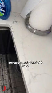 [Local Seller] 3pcs Ant Pre-Bait Glue Trap Pest Control Effective Pesticide Ant Destruction Ant Bait