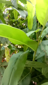 Air Sadapan Lengkuas 100% murni obat batuk paru-paru asma demam 200ml 200Ml Air Herbal Alami Khasiat Lengkuas Untuk Kesehatan - Lazada