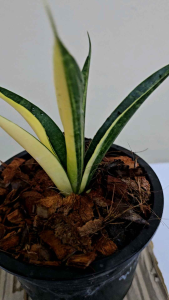 ลิ้นมังกร โกเด้นเฟรม (ส่งทั้งกระถาง)