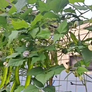 (KEMASAN PREMIUM) BIJI/BENIH TANAMAN KECIPIR HIJAU (isi -+60 butir)