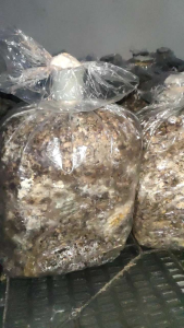 BIBIT JAMUR MERANG PUTIH SUPER (JUMBO)