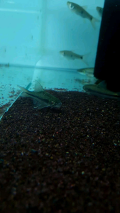 Thick Lips Barb/Peridung/Ornamental fish/Freshwater/Readystock
