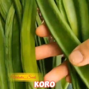 [Virladia Seeds] Biji Benih tanaman Koro Pedang | Jack Bean