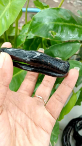 gelang akar Bahar hitam/gelang akar Bahar hitam polos/gelang akar Bahar hitam size minimalis/gelang akar Bahar hitam polos berserat