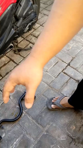 HOT ROOD PIJAKAN KAKI DEPAN FOOTSTEP BESI BOSTEP DEPAN HONDA SCOPY SCOOPY