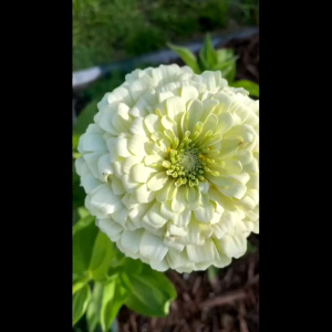 8 BUTIR BIJI BUNGA ZINNIA POLAR BEAR PUTIH