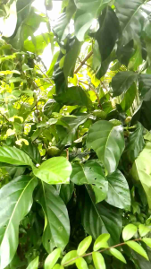 Trái Nhàu Tươi  - Dược Liệu Thuốc Nam ( Chỉ Ship Ở Tỉnh Miền Nam )