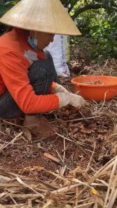 Tinh Bột Nghệ Vàng Nhà Làm Chuẩn 100% [Nguyên Chất]- Hỗ Trợ Tiêu Hoá- Đẹp Da