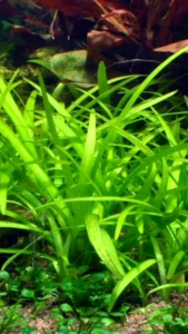 tanaman rumput sintetis replika sagitaria subulata plastik untuk hiasan aquarium aquascape