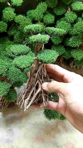 bonsai aquascape mini sintetis