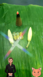 KapsuL KT banyak manfaat