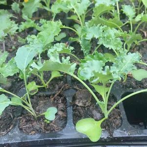 เมล็ดพันธุ์ เคลใบหงิก เวทบูล บรรจุ 300 เมล็ด ของแท้จ้า