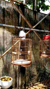 cám bột trứng than lửa đất và chim sâu