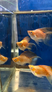 MOLLY FISH GOLDEN THAILAND BALLOON ( TOP GRADE)