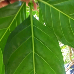 daun mengkudu asli herbal alami 50 gram