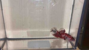 Red koi gold galaxy junior