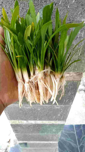 [ Paket 50 Batang ] Sagitaria Sabulata Tanaman Aquascape - Tanaman Air Aquarium - Tanaman Aquascape LOW CO2 Tanaman Aquarium Mudah Perawatan - Lazada