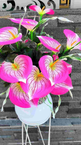 Anthurium Jumbo X18 Tinggi 50cm ( Tanpa Pot )