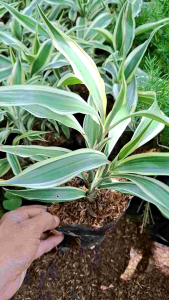 tanaman hias bambu hoki varigata putih tanaman yang bisa hidup di air lucky bamboo