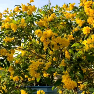 25 BUTIR BIJI/BENIH BUNGA YELLOW ELDER | TECOMA STANS