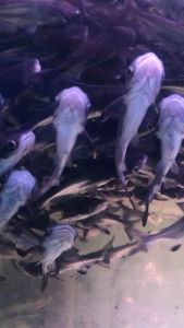 Hifin Thai Patin/ Mekong Paroon Shark/Readystock/Freshwater/Ornamental Fish