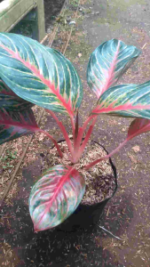 Tanaman hias aglonema red borju besar warna cantik