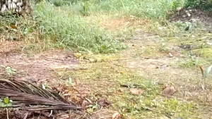 (BAYAR COD) TALI JE RAT PERANGKAP RUAK RUAK / TALI RACIK GANTUNG KAREO PADI / JEBAKAN JARING BURUNG SAWAH/ perangkap mandar tikusan sintar dll