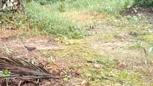 Tali Racik Jerat Kareo Ruak & Perangkap Burung Sawah: Panduan Lengkap