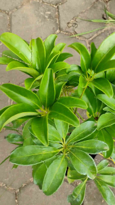 Green Walisongo Plant / 绿伞树 / Pokok Walisongo Hijau / ग्रीन वलिसोंगो पौधा (Singapore: Green Umbrella Plant) – Air Purify