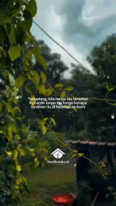 Hasilbumiku - Paket 5 Tanaman Hias Hidup Sansivera/Lidah Mertua Kuning/Hijau Pembersih Udara Penyerap Racun Indoor/Outdoor Premium