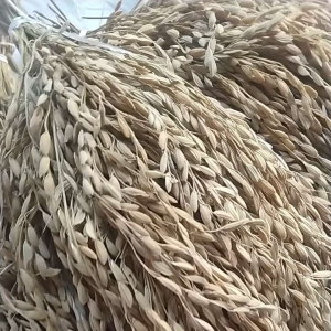 Jual Benih Padi Beras Ketan Putih Sudah Di Pipil Super Unggul 1 Kg