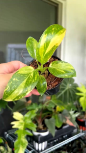 ฟิโลเดนดรอน กรีน คองโก "ไฮบริด